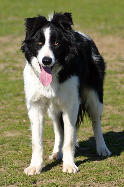 Border Collies – Herding 4 Ewe